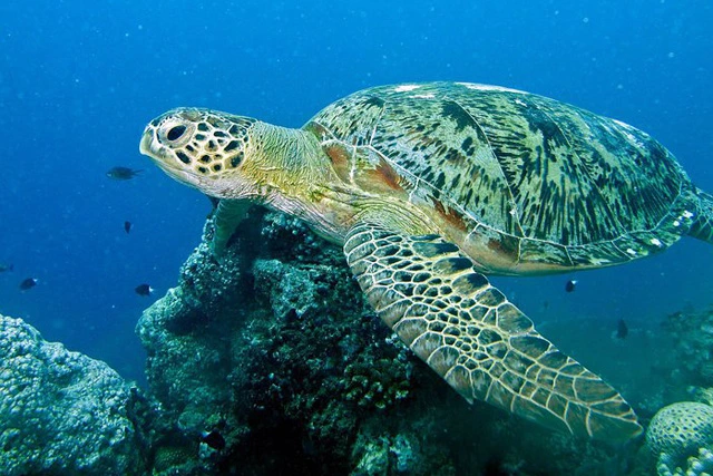 Green Turtle